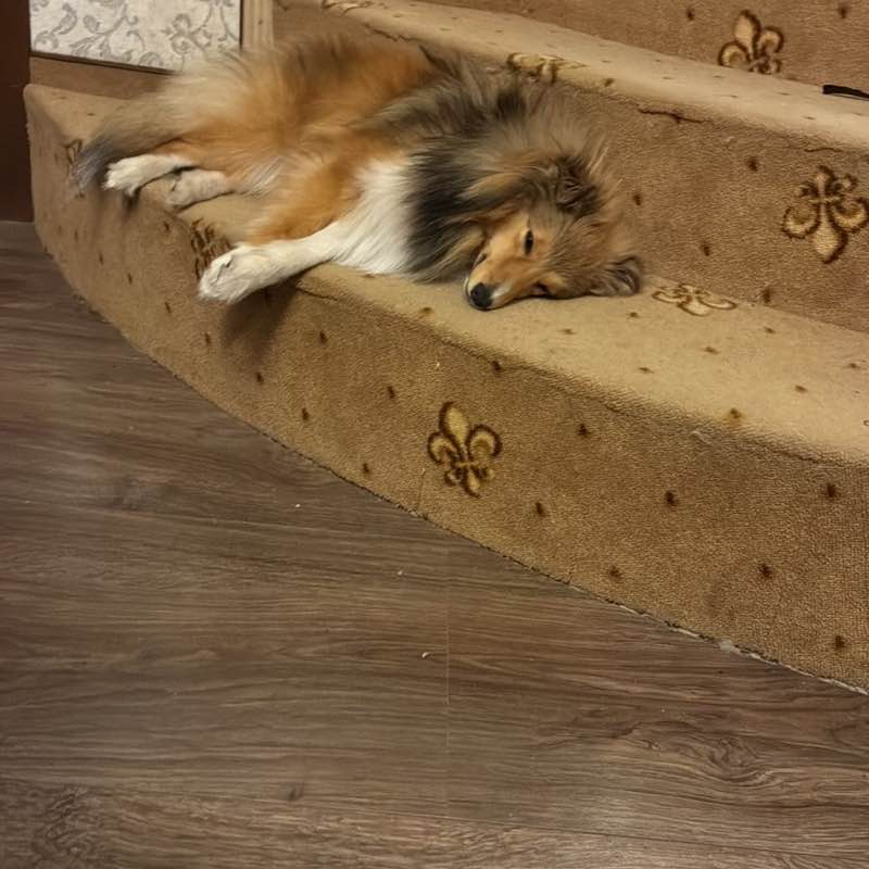 Aktywnie z psem Dmitry post image