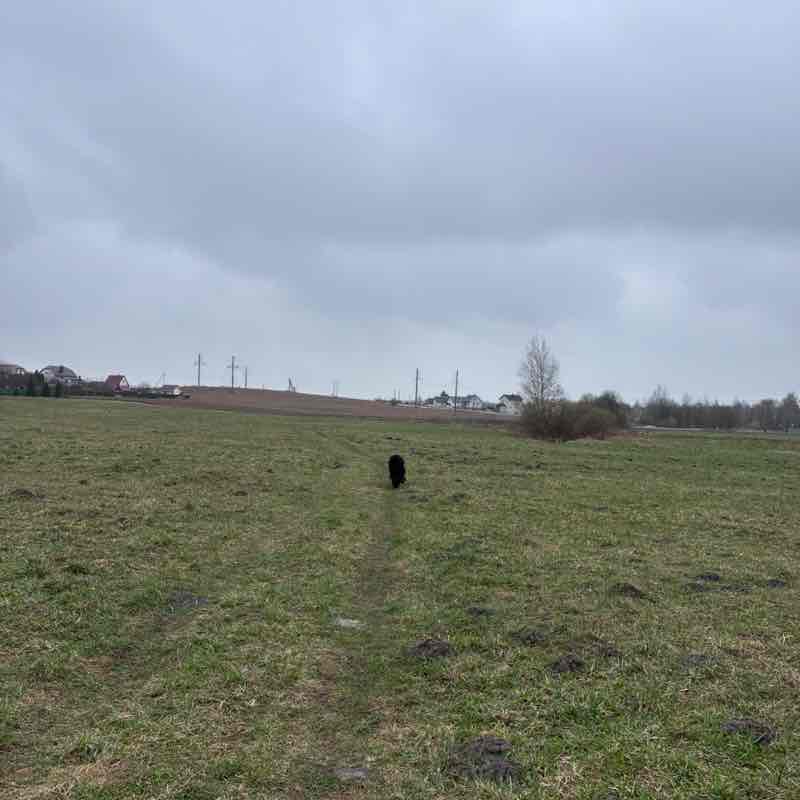 Aktywnie z psem Dmitry post image