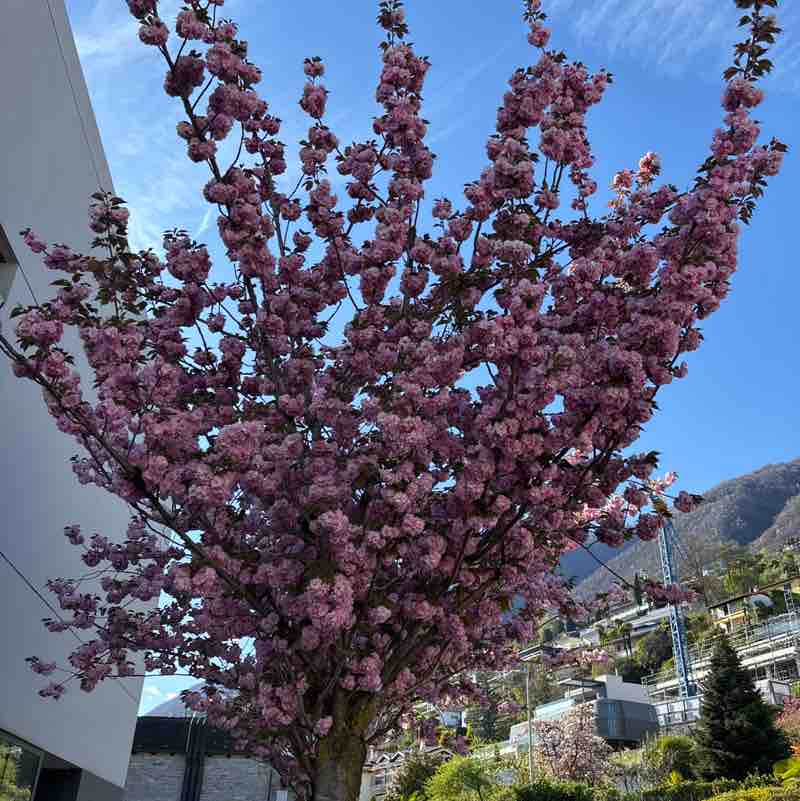 micio🇨🇭 post 2