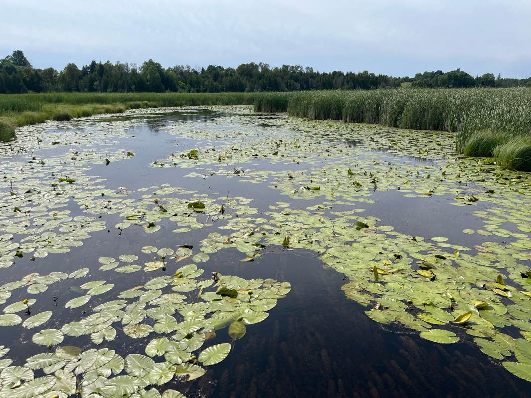 walking near me in Elgin Park in winter