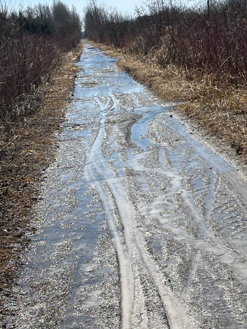 walking near me in Veterans Memorial Park in spring