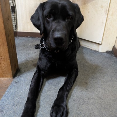 えりピコ Ellie Berryです♂🐾 post image