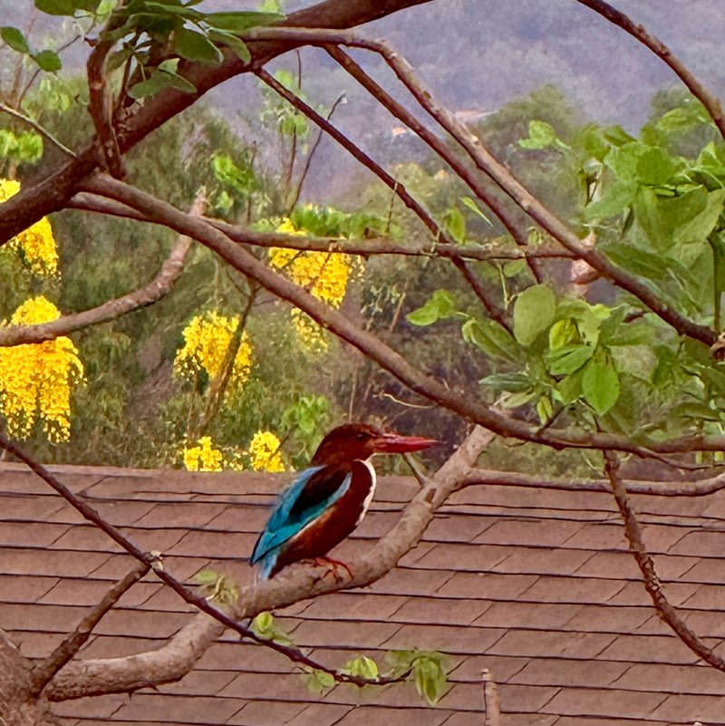 WB King Fisher 🇮🇳 profile