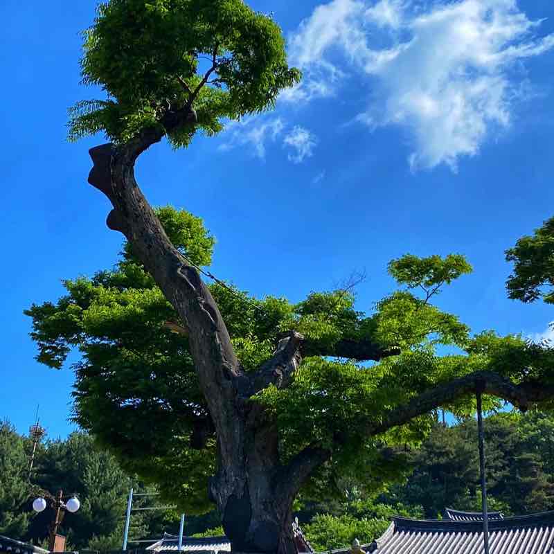 KamiMaru🇰🇷 post 2