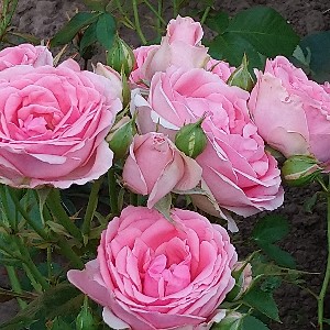 Курцева Наталья profile