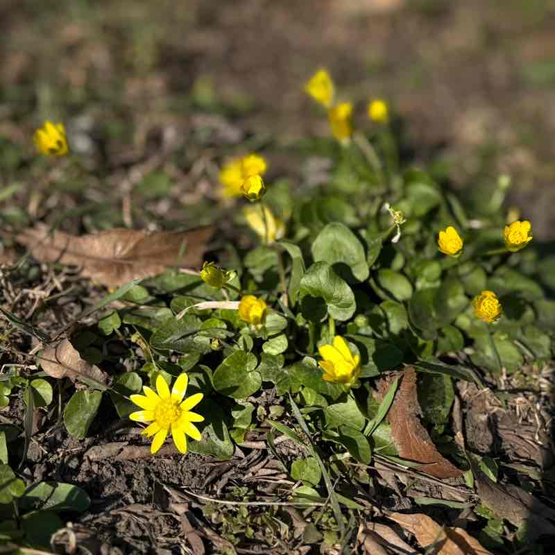 Лерчи  ♌️🐯 post 3