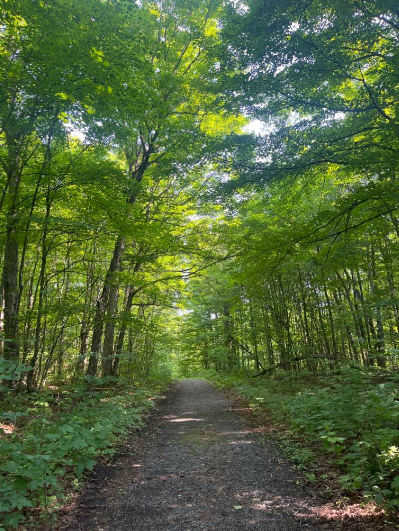 walking near me in Parc de la Gatineau in autumn