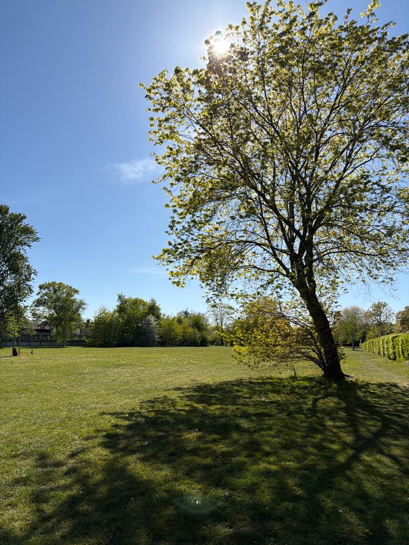 walking near me in Abbey Hill Park in spring