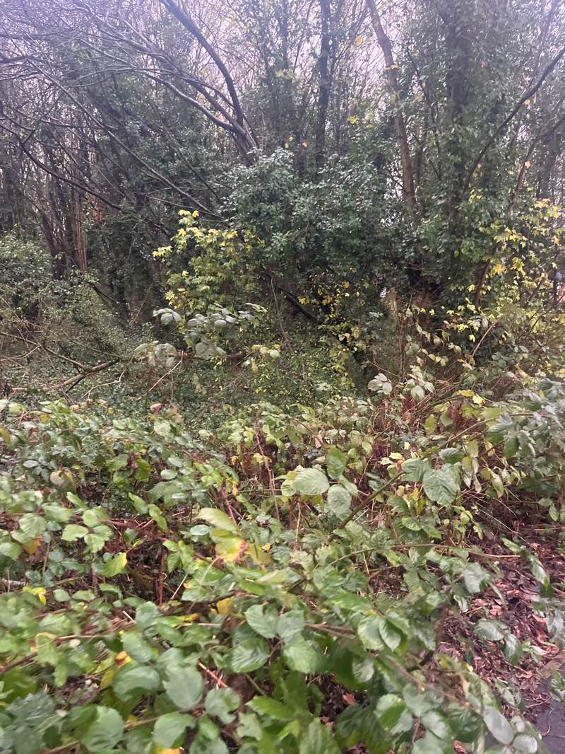 walking near me in Great Billing Park in autumn