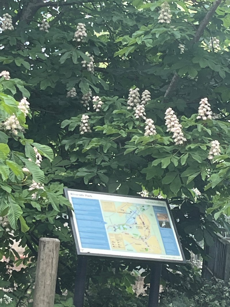 walking near me in Higham Ferrers Riverside Park in spring