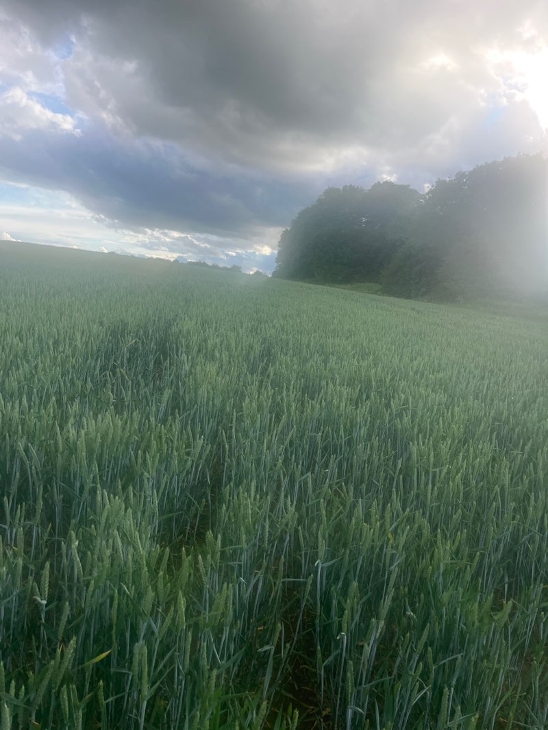 walking near me in Desborough Pocket Park in summer