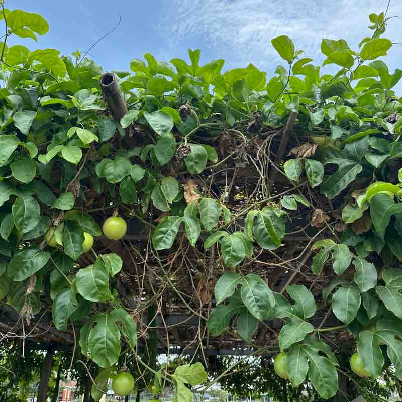 Free Strides massimu2b post image