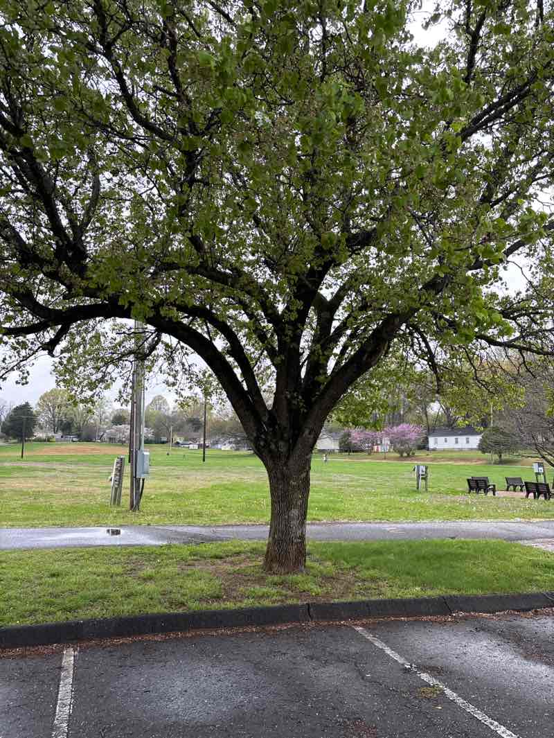 walking near me in Deal Park in spring