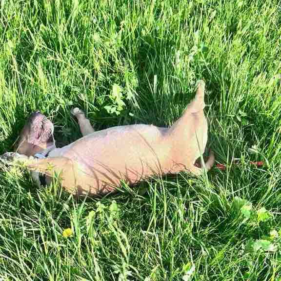 🌼🍀🌺Spaß am Laufen 🐕‍🦺🚶🏼‍♀ Andrea post image