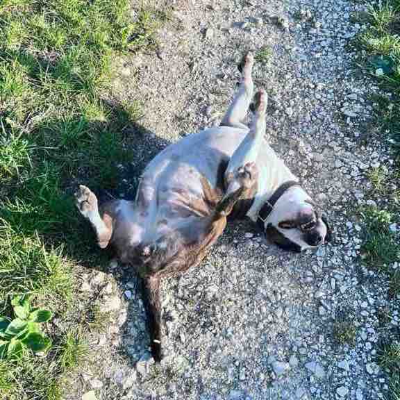 🌼🍀🌺Spaß am Laufen 🐕‍🦺🚶🏼‍♀ Andrea post image