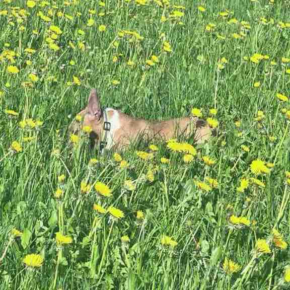 🌼🍀🌺Spaß am Laufen 🐕‍🦺🚶🏼‍♀ Andrea post image