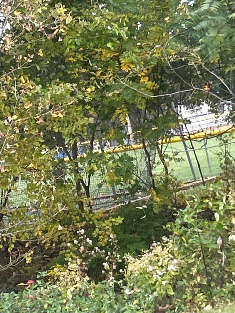 walking near me in Williams Street / Kiwanis Fields in autumn