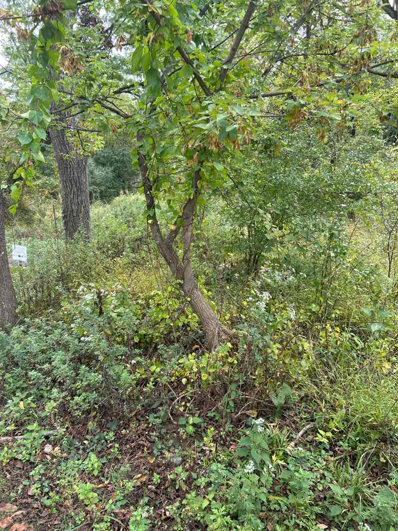 walking near me in Boroline Park in autumn