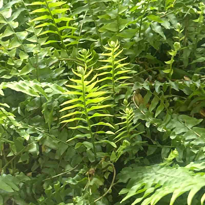 Paul post 1
