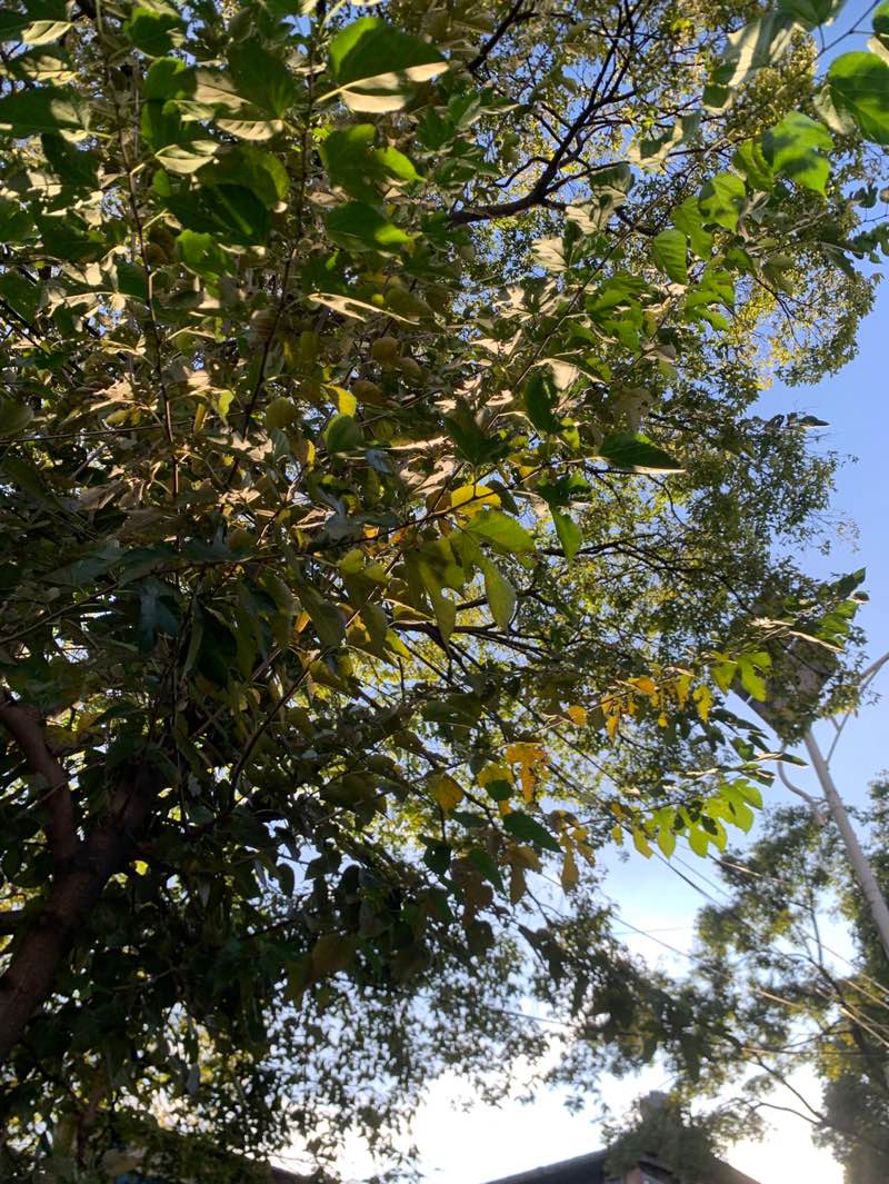walking near me in Bhrikuti Mandap Park in autumn