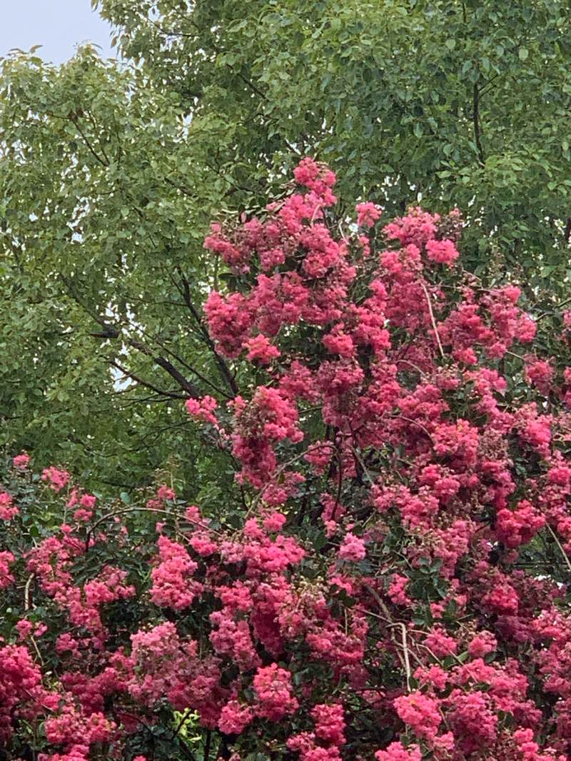 walking near me in Narayan Chaur Community Park in summer