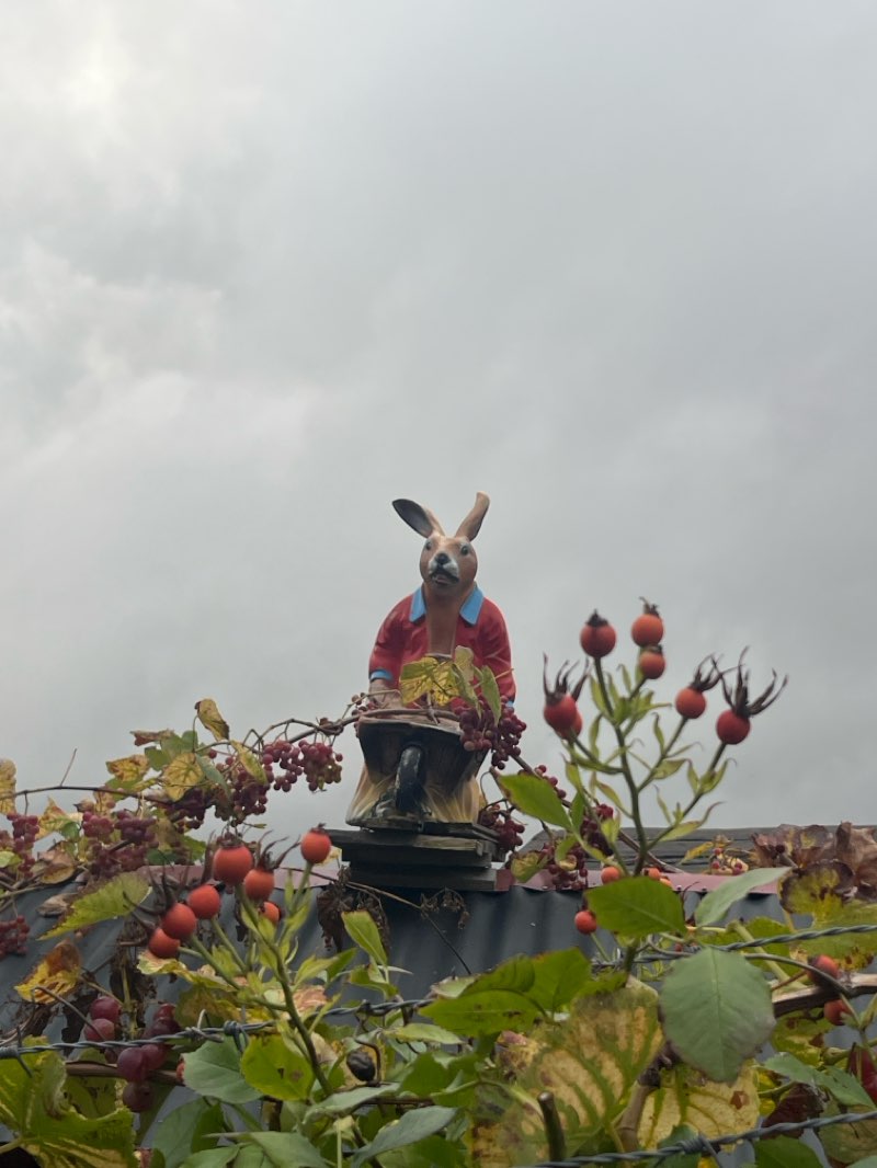 walking near me in Nordpark in autumn