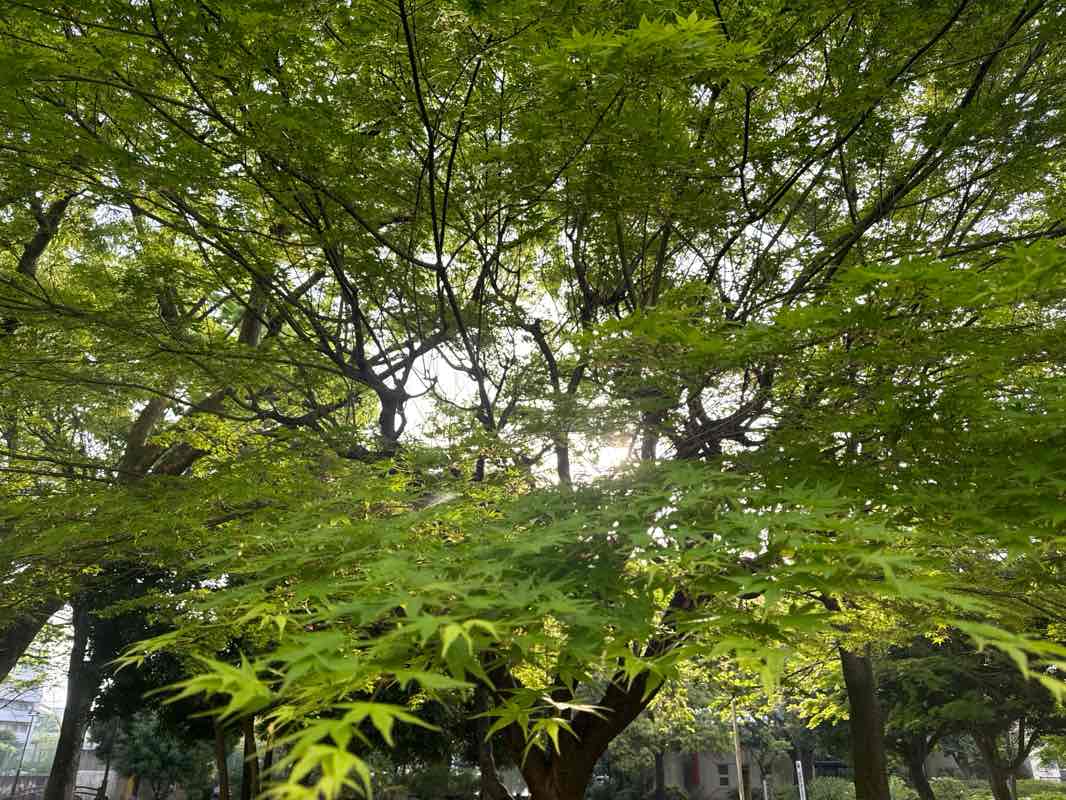 walking near me in ふれあい公園 in spring