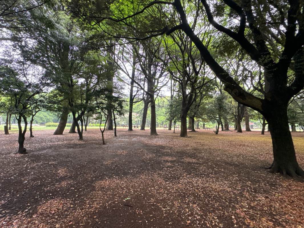 walking near me in Yoyogi Park in spring