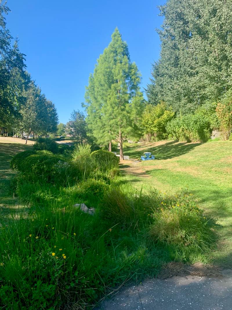 walking near me in Seattle University Park in summer