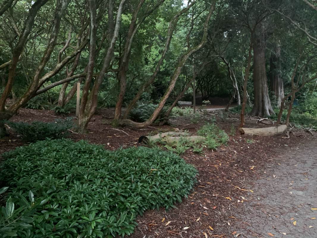walking near me in Washington Park Arboretum in summer