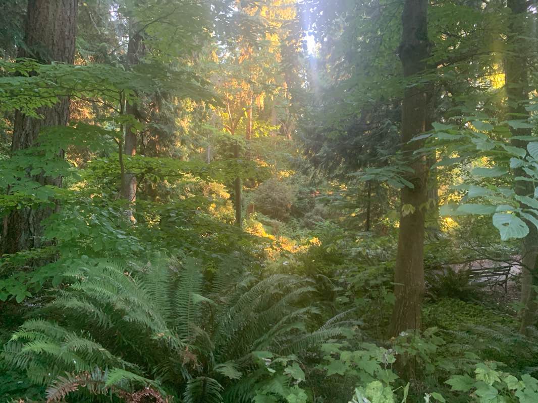 walking near me in Washington Park Arboretum in summer