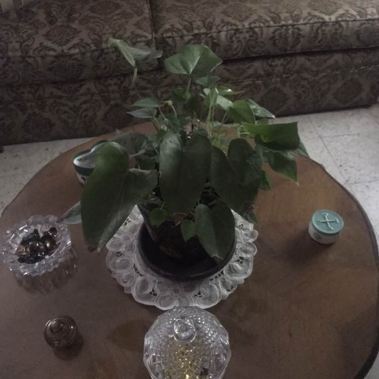 Martha 🇲🇽🙃🏃‍♀️👣🐶 post 3