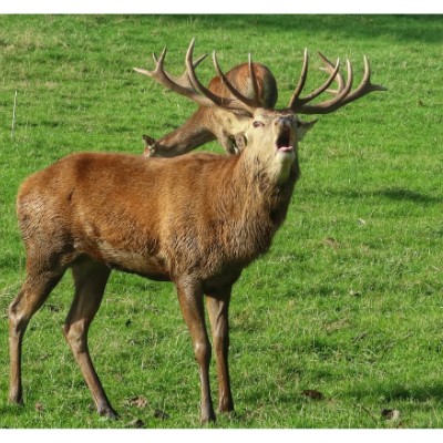 Benoît-Jacques post 1