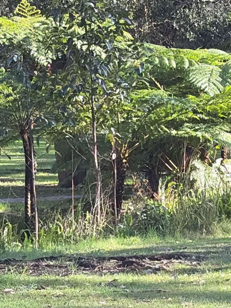 walking near me in Seabrook Reserve in winter
