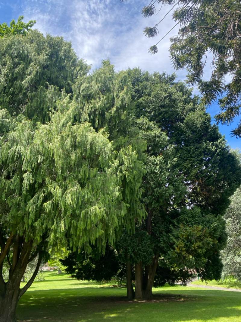 walking near me in Launceston City Park in summer