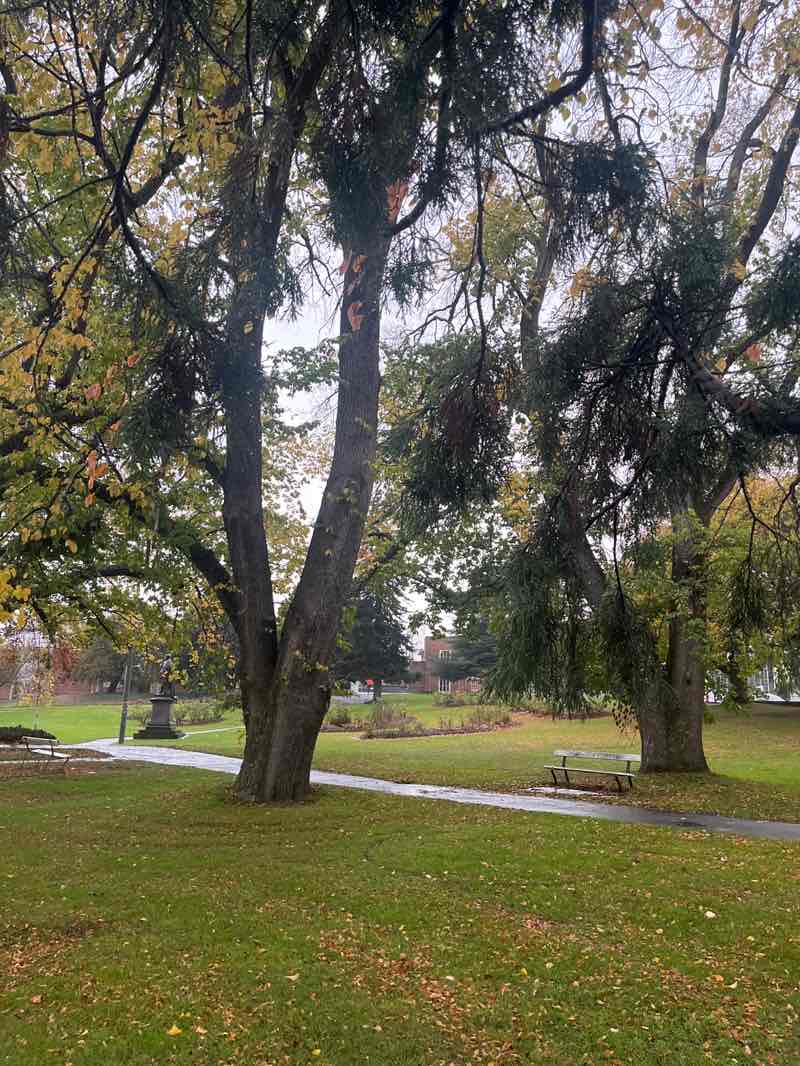 walking near me in Royal Park in winter
