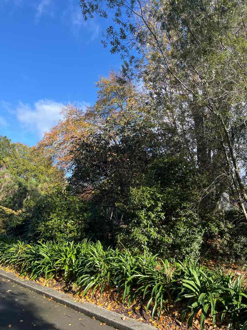 walking near me in Launceston City Park in autumn
