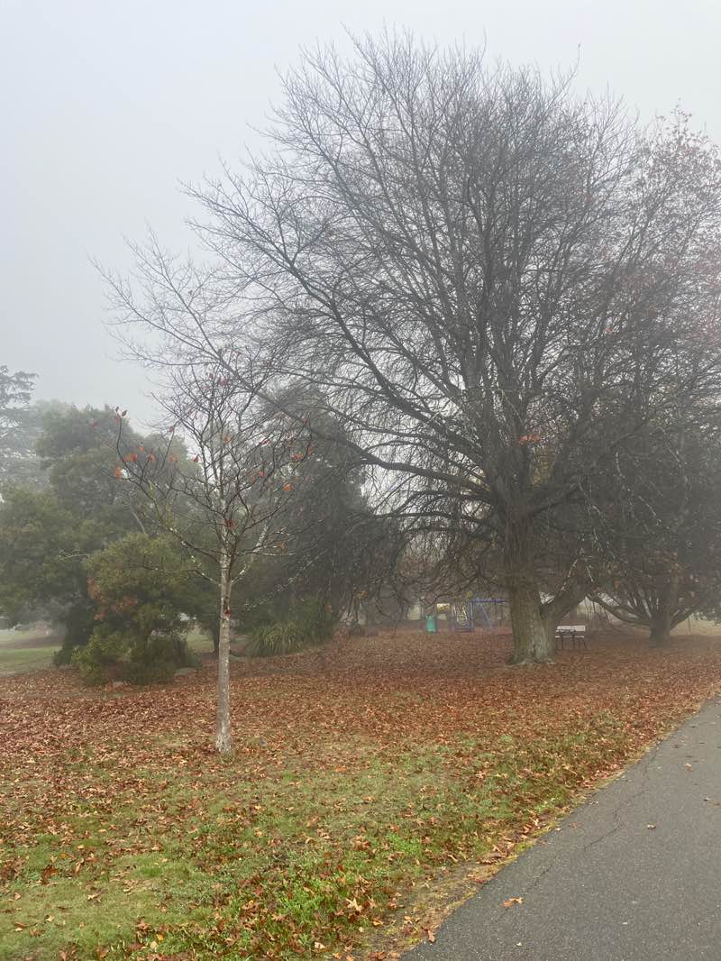 walking near me in Newstead Reserve in winter