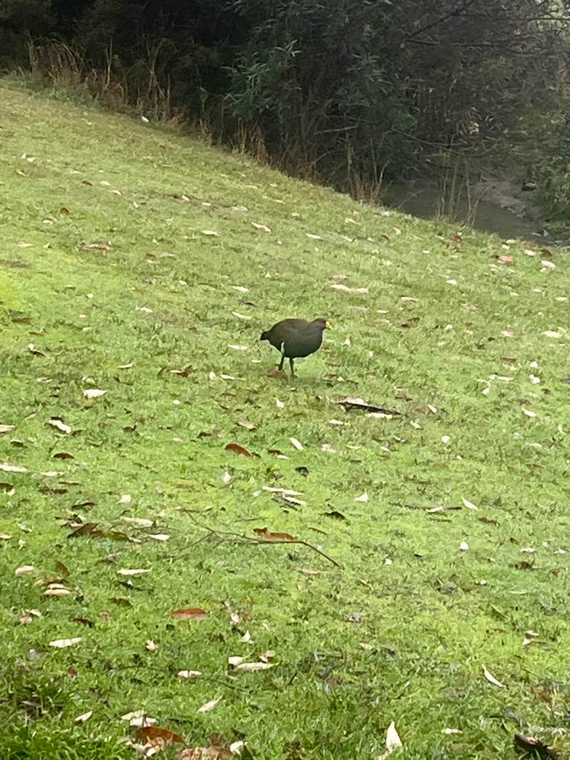 walking near me in Morsehead Street Reserve in winter