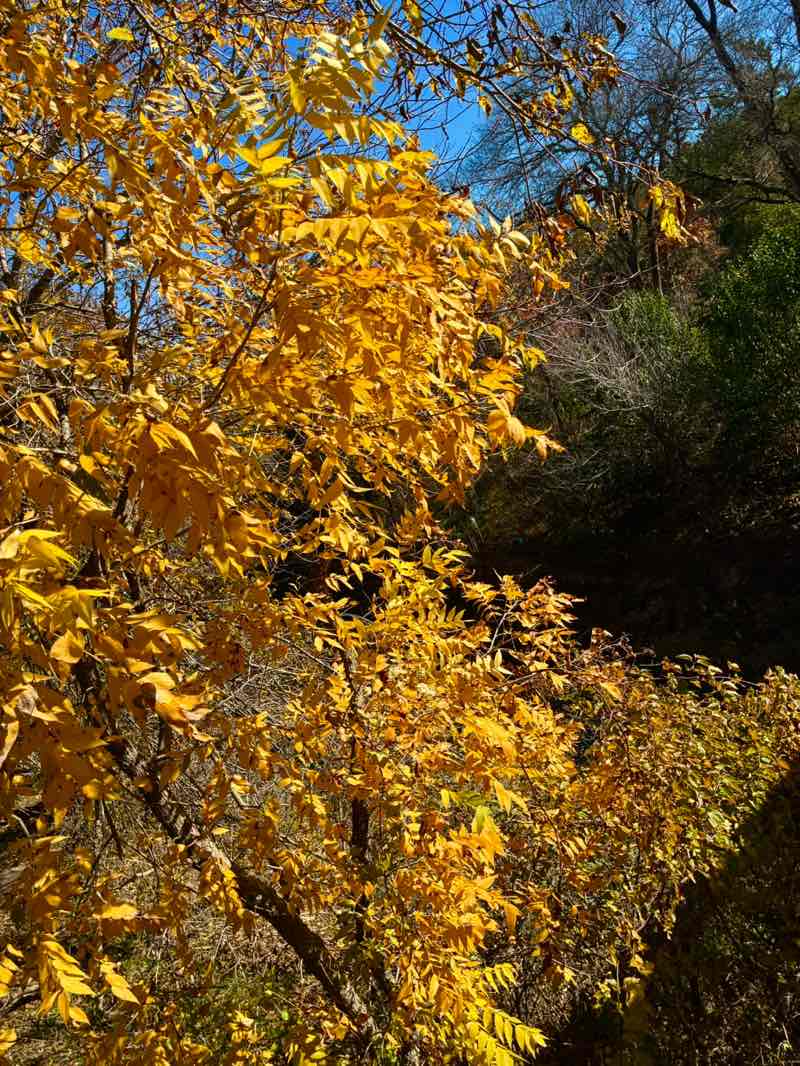 walking near me in Walnut Creek Metropolitan Park in winter