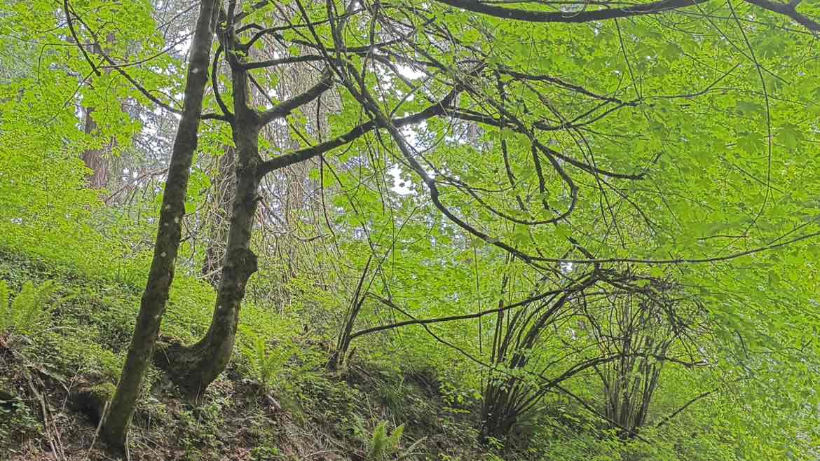 walking near me in Mount Tabor Park in spring