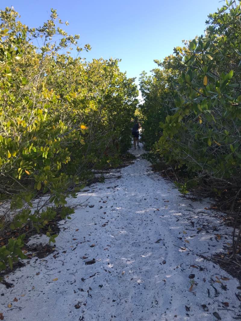 walking near me in Caladesi Island State Park in winter