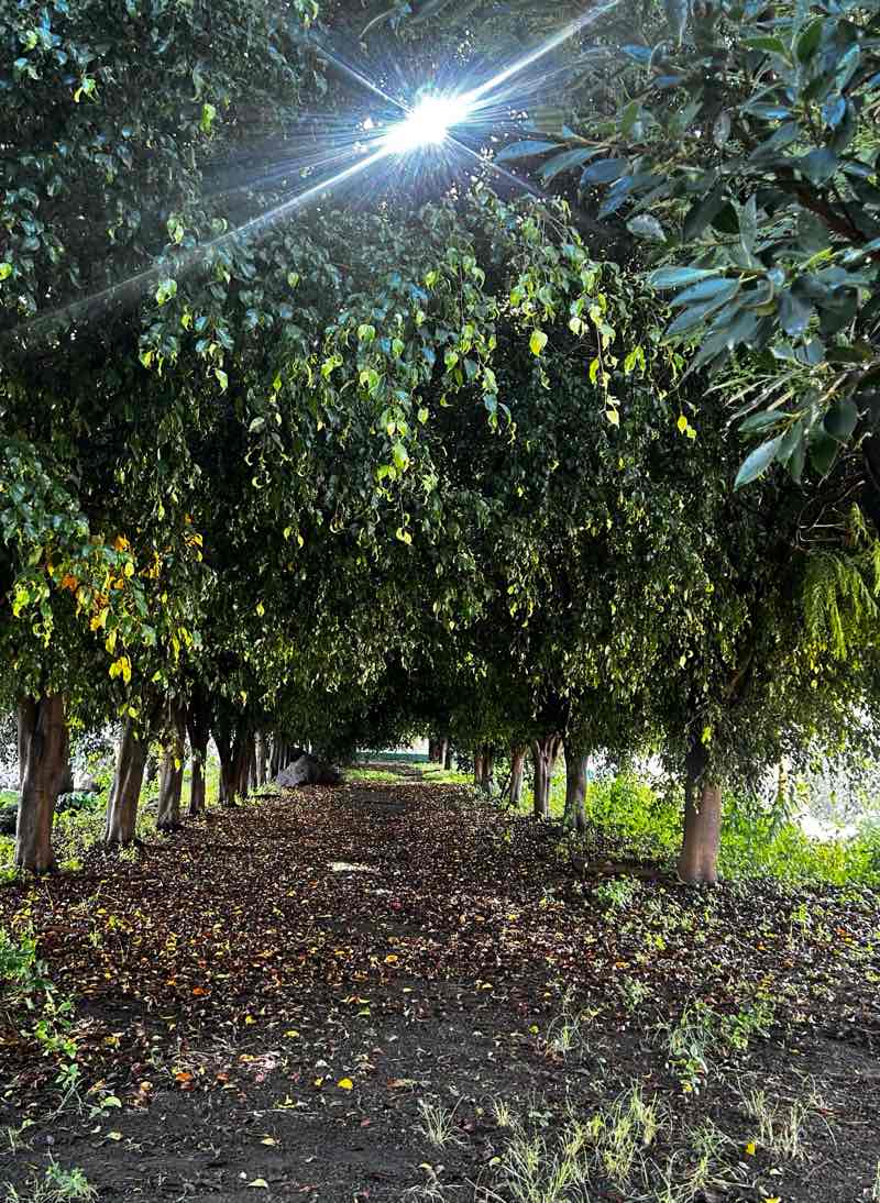 walking near me in Zocalo de la Ciudad Heroica Atlixco de las flores in autumn