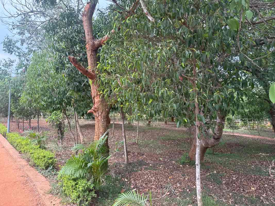 walking near me in MSD Park in spring