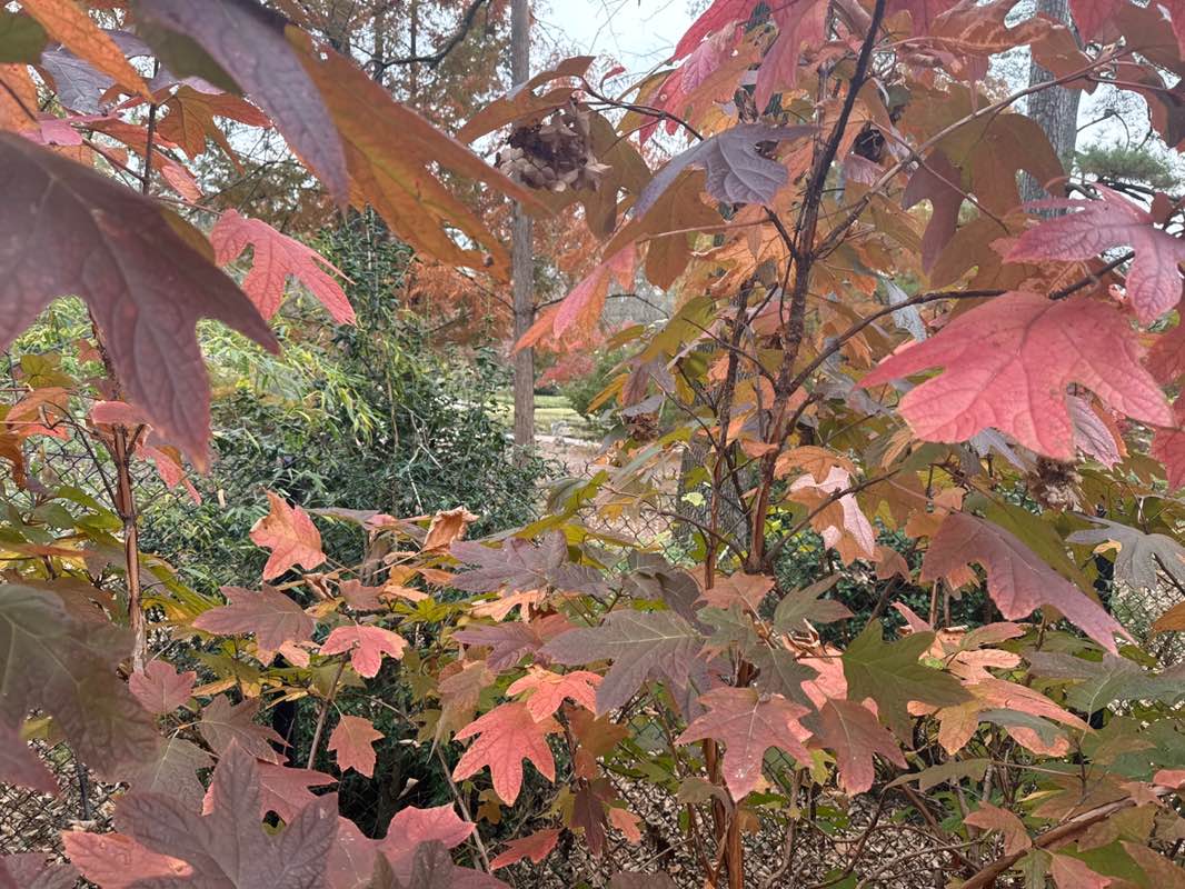 walking near me in Birmingham Botanical Gardens in autumn