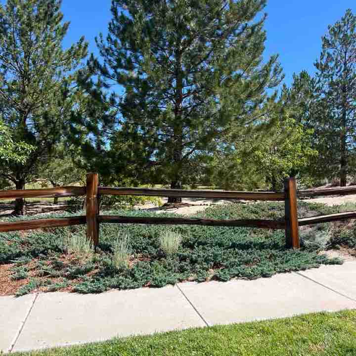 1treemd post 1