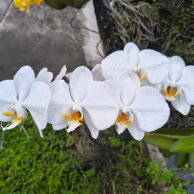 Indonesia Walker  Beny 🇮🇩 post image