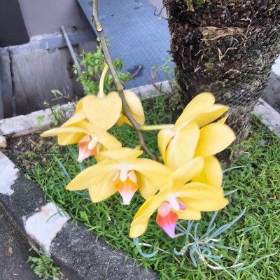 Indonesia Walker  Beny 🇮🇩 post image