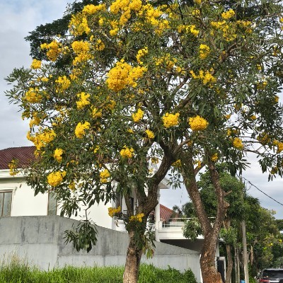 Indonesia Walker  Beny 🇮🇩 post image