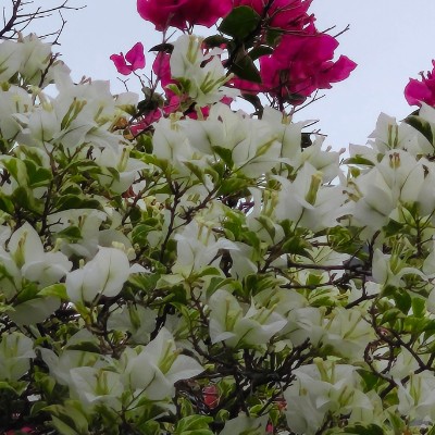 Indonesia Walker  Beny 🇮🇩 post image